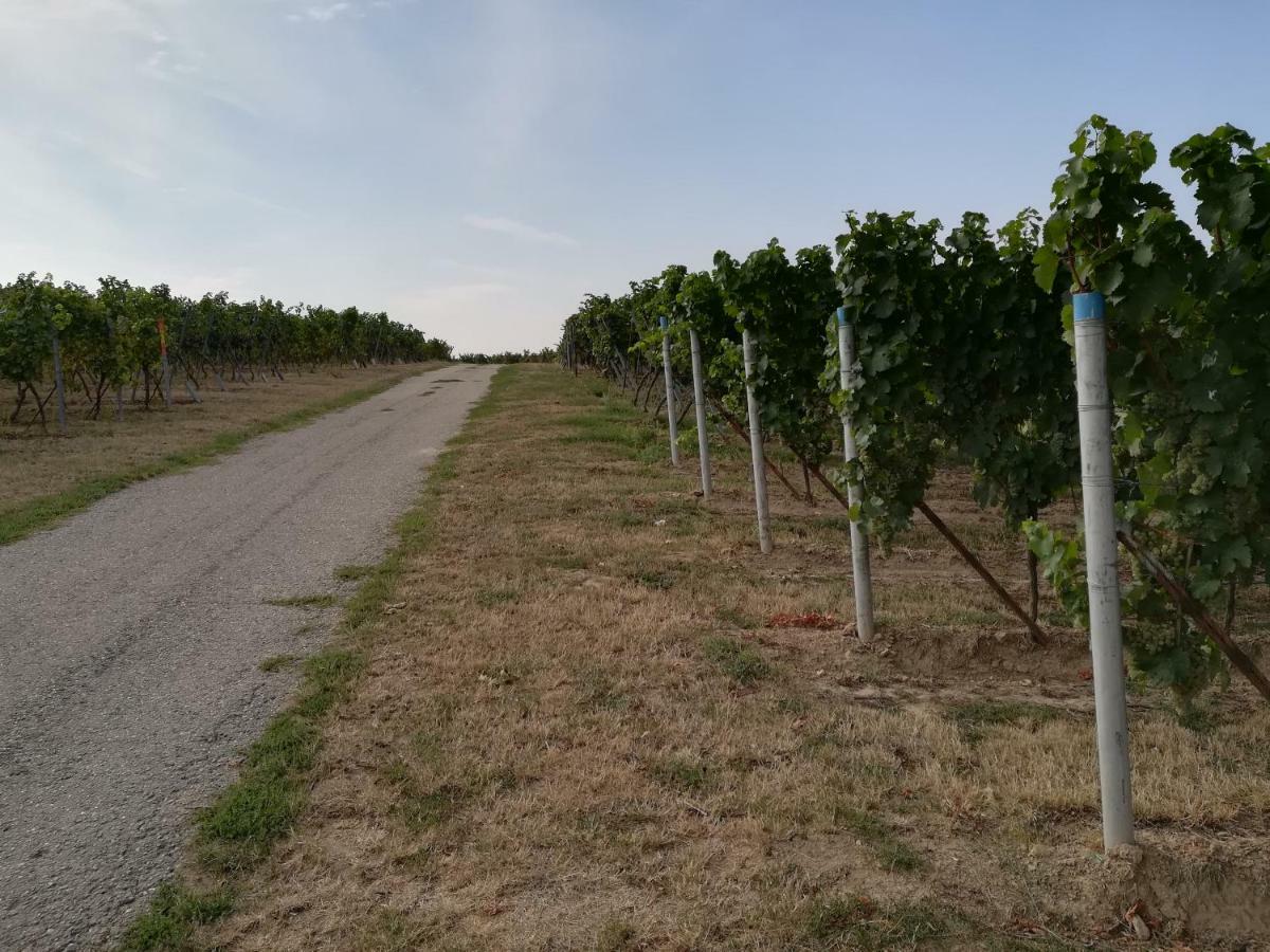 Ferienwohnung Suedpfalz Weingarten  Bagian luar foto
