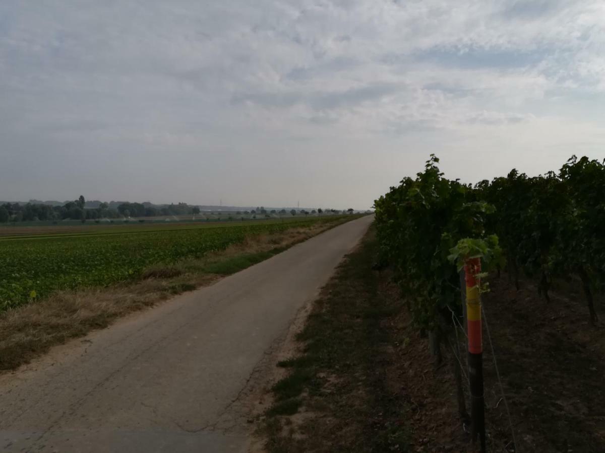 Ferienwohnung Suedpfalz Weingarten  Bagian luar foto